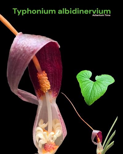 Typhonium albidinervium