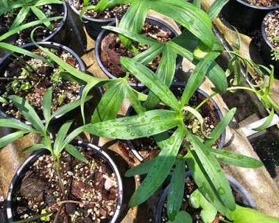 Typhonium bognerianum