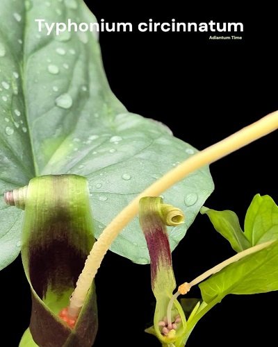 Typhonium circinnatum