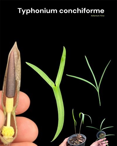 Typhonium conchiforme
