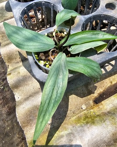 Typhonium cordifolium