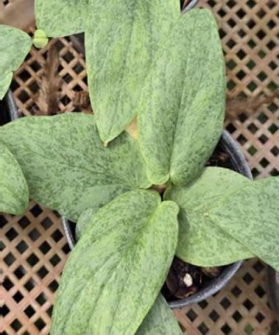 Typhonium cordifolium marble
