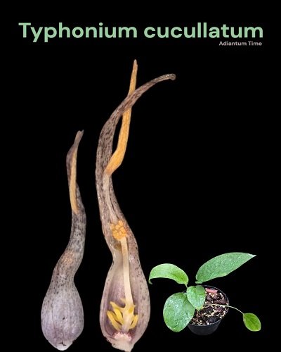 Typhonium cucullatum