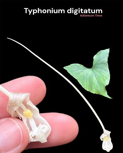 Typhonium digitatum