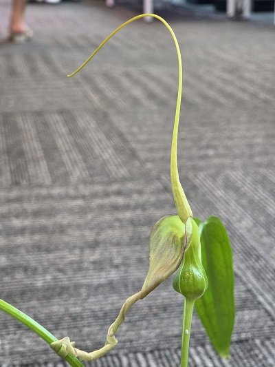 Typhonium flagelliforme