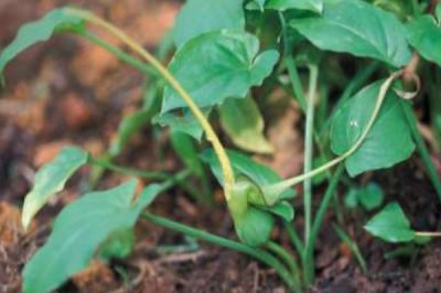 Typhonium flagelliforme