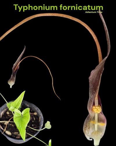 Typhonium fornicatum