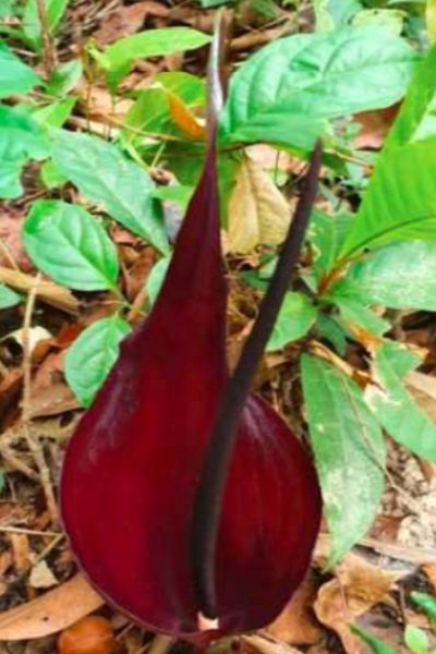 Typhonium gagnepainii