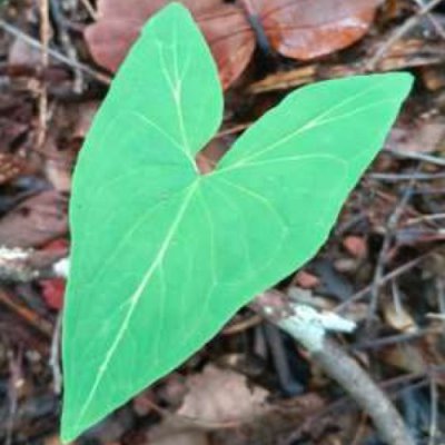 Typhonium gagnepainii