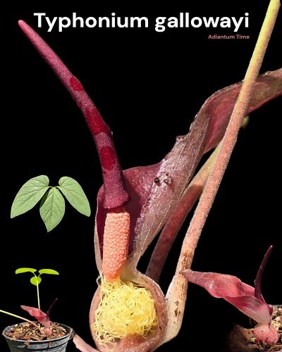 Typhonium gallowayi