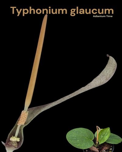 Typhonium glaucum