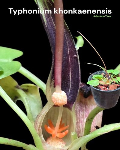 Typhonium khonkaenensis