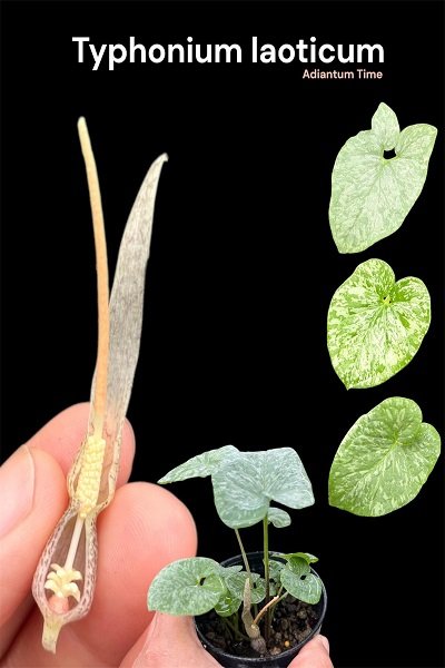 Typhonium laoticum