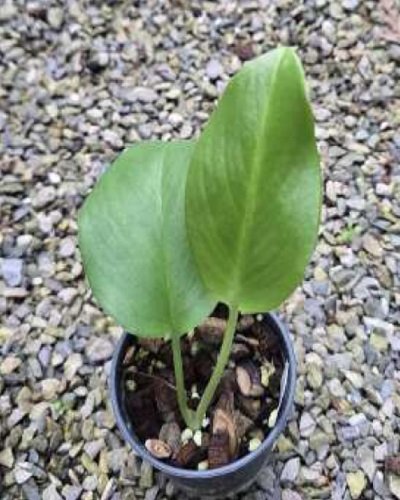 Typhonium muaklekense