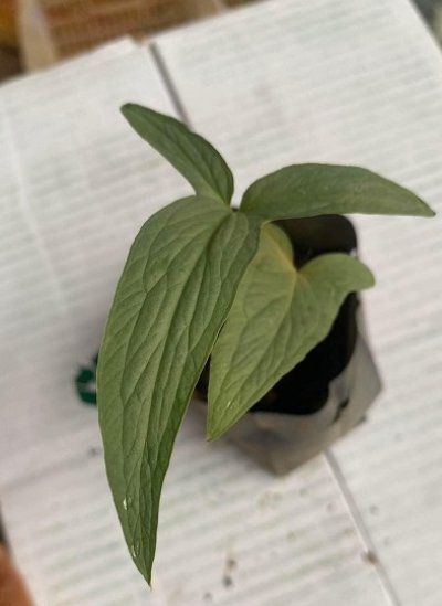 Typhonium mukdahanense
