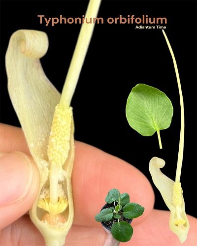 Typhonium orbifolium