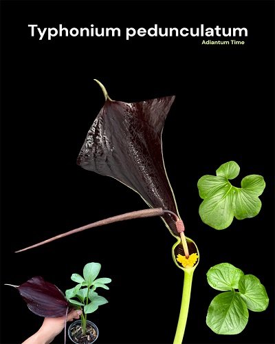 Typhonium pedunculatum