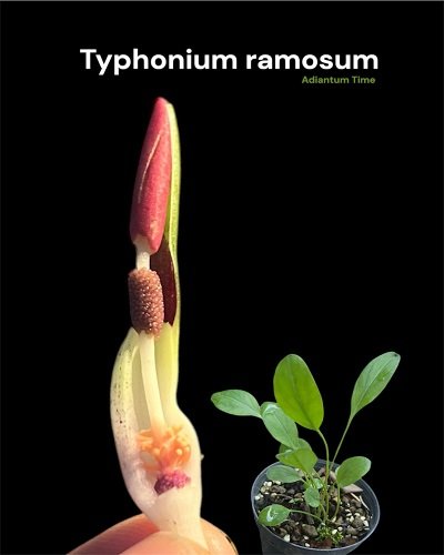 Typhonium ramosum