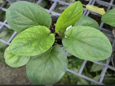 Typhonium rhizomatosum