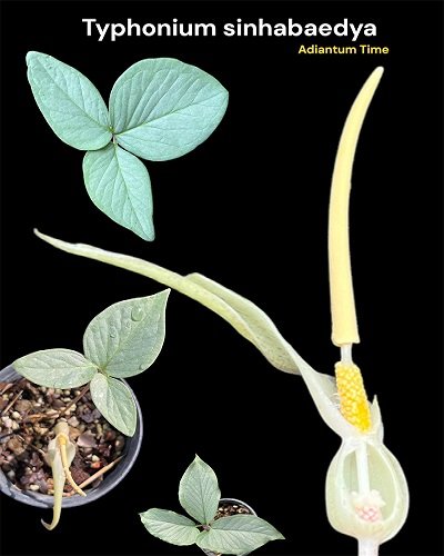 Typhonium sinhabaedyea