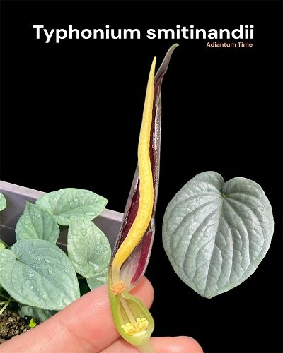 Typhonium smitinandii