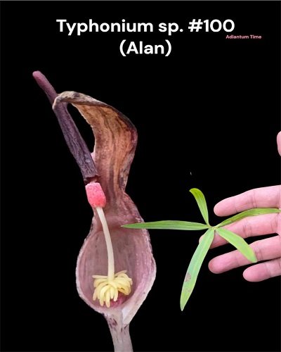Typhonium sp. #100 (Alan)