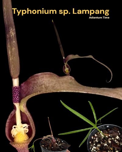Typhonium sp. Lampang
