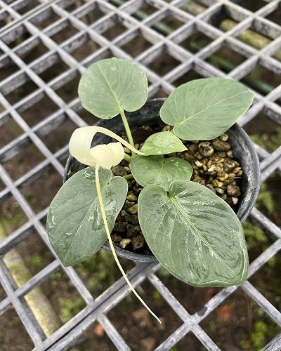 Typhonium sp. Loei