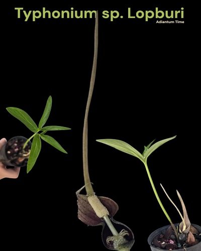 Typhonium sp. Lopburi_400x500