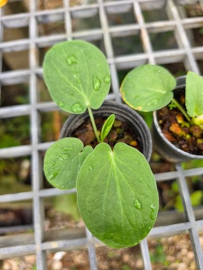 Typhonium sp. Phitsanulok