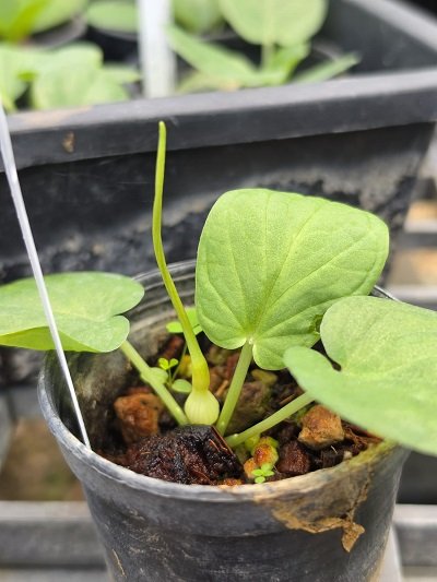 Typhonium sp. Phitsanulok