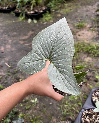 Typhonium sinhabaedyea