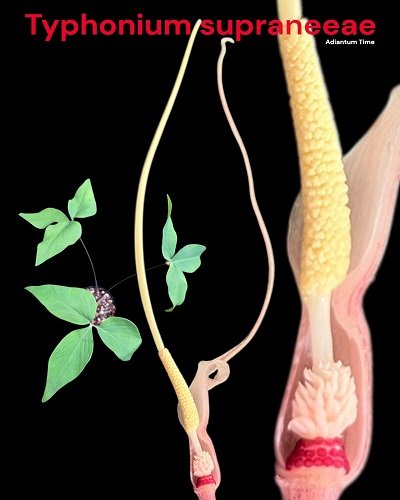 Typhonium supraneeae