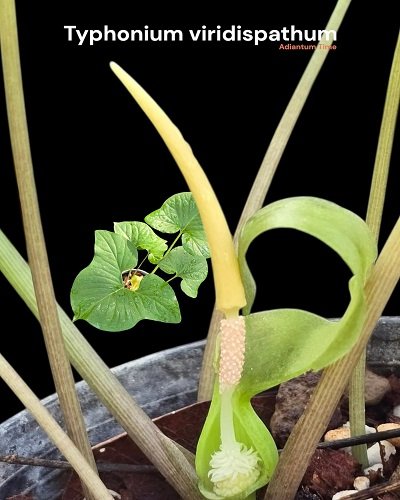 Typhonium viridispathum