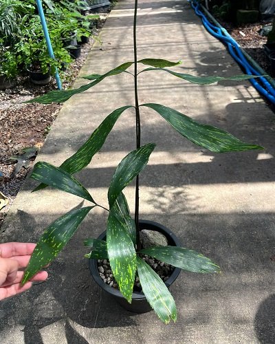 Zamia sp. variegate