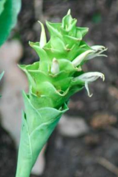 Zingiber citriodorum