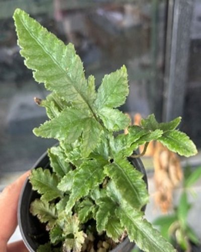 Fern (No id.)