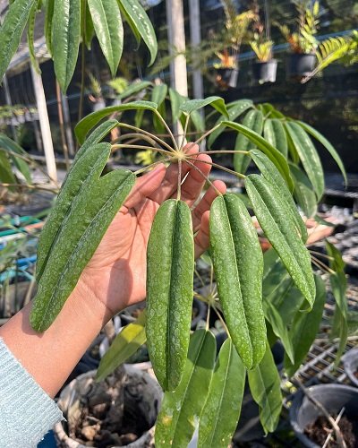Schefflera poomae