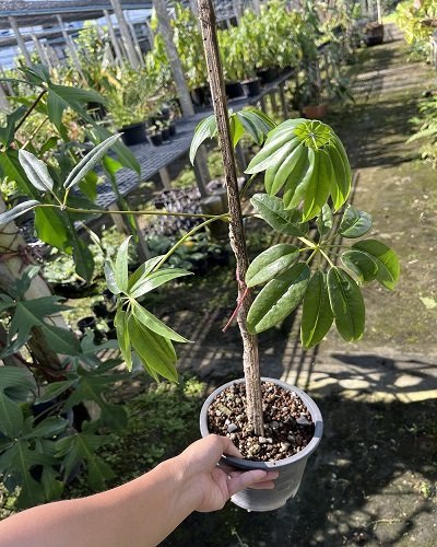 Schefflera poomae