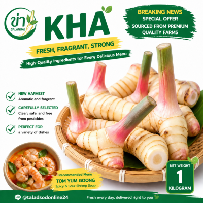 Galangal - 1kg.