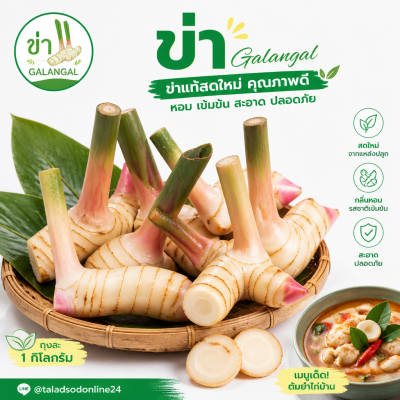 Galangal - 1kg.