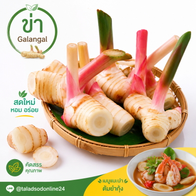 Galangal - 1kg.