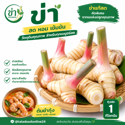 Galangal - 1kg.
