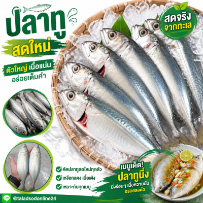 Mackerel - 1kg