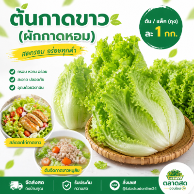 大白菜 - 1公斤