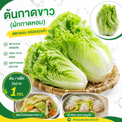 大白菜 - 1公斤