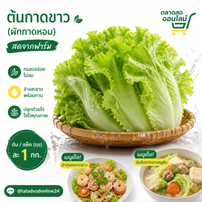 大白菜 - 1公斤