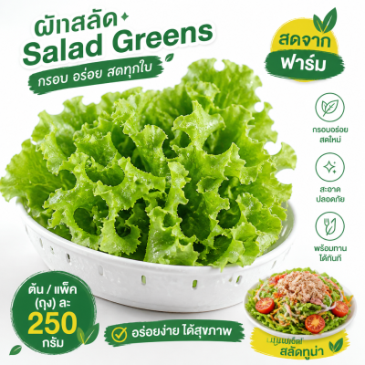 ผักสลัด - 250g