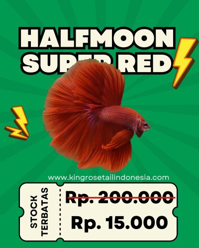 Halfmoon Super Red