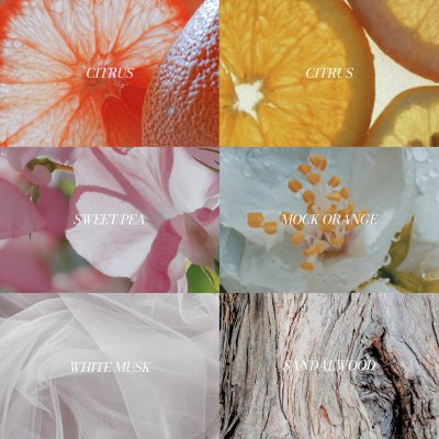 Bloom’s Whisper Bloom’s Whisper